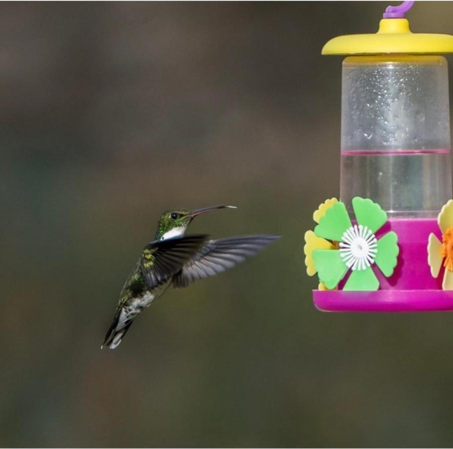 El Colibri Cabanas De La Naturaleza トレレウ エクステリア 写真