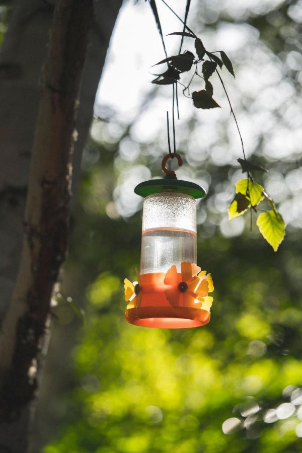 El Colibri Cabanas De La Naturaleza トレレウ エクステリア 写真